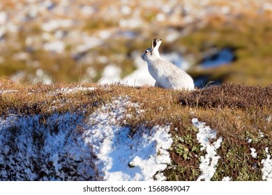 White Mountain Hare Sitting In The Snow 