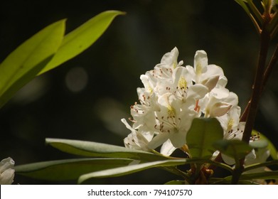 White Mountain Laurel Flower