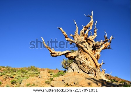 White Mountains bristlecone pine tree found in the higher mountains of California, the oldest trees in the world , the Majestic pine tree on globe. good looking landscape on top of mountain.