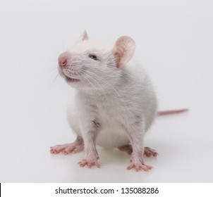 White Mouse