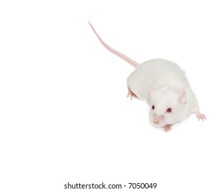 The white mouse