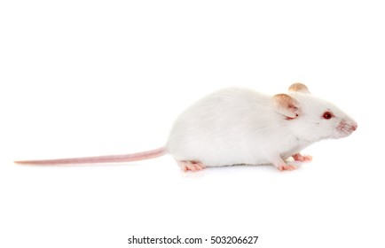 white mouse in front of white background