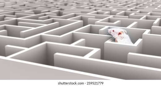 Image result for rats in a maze