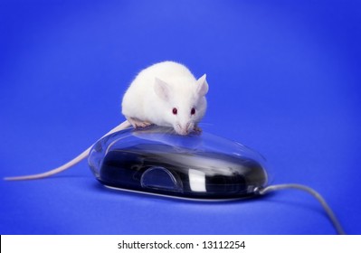 White mouse on a computer mouse