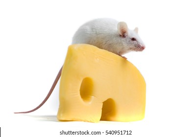 White Mouse Perched On A Large Block Of Cheese Isolated On A White Background