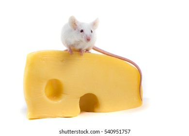 White Mouse Perched On A Large Block Of Cheese Isolated On A White Background