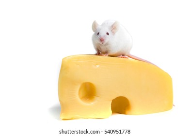 White Mouse Perched On A Large Block Of Cheese Isolated On A White Background