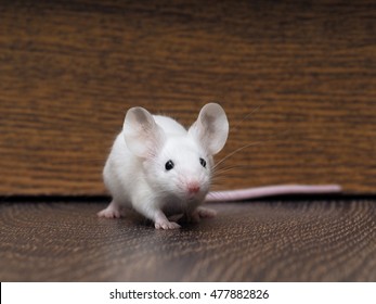 White mouse with red eyes sitting on the floor. Very long pink tail rodent