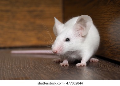 White mouse with red eyes sitting on the floor. Very long pink tail rodent