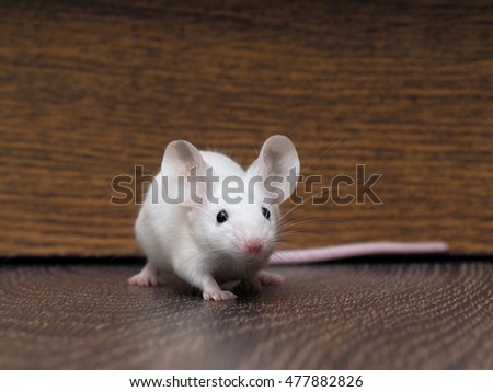White mouse with red eyes sitting on the floor. Very long pink tail rodent