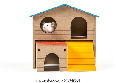 35,707 Little white mouse Images, Stock Photos & Vectors | Shutterstock