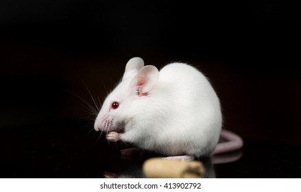 White Mouse Scientific Research Stock Photo 413902792 | Shutterstock