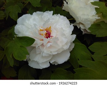 White Moutan Peony Aka The King Of Flowers