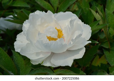 White Moutan Peony Blossom In Spring