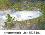 White Mudpots in a Geothermal Forest at the Artists Paintpots in Yellowstone