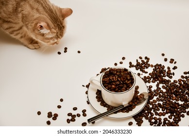 A white mug with coffee and a cat sniffing coffee beans. Background. - Powered by Shutterstock