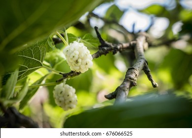 White Mulberry