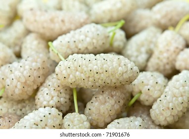 White Mulberry