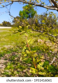 White Mulberry Bush In Early Spring