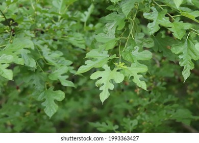 White Mulberry Bush Leaves Up Close