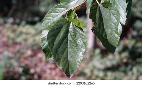 White Mulberry Leaves In The Bush. Summer End Season