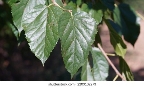 White Mulberry Leaves In The Bush. Summer End Season