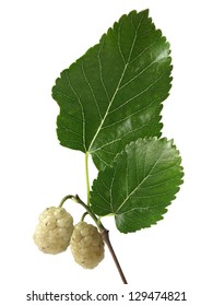 White Mulberry (Morus Alba)