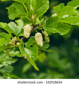 White Mulberry On The Branch