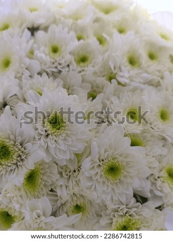 The white mum flower represents honesty, sincerity, using the technique of blurring the background.