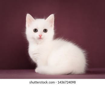 White Munchkin Small Cute Adorable Kitten Stock Photo 1436724098 ...