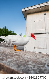 White Muscovy Duck from Side Profile