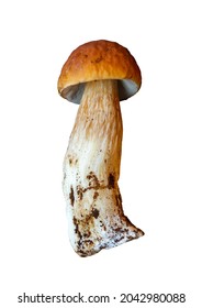 White Mushroom, Boletus. An Edible Mushroom. A Useful Mushroom. A Beautiful Young Boletus With A Brown Hat On A White Leg Without A Background, PNG, TIFF.