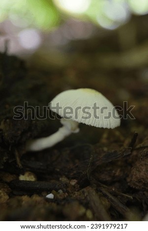 White mushroom in the forest - Amanita verna Stock photo © 