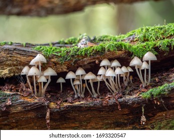 White Mushroom / Fungi in Wood Bonnet Fungi in Wood - Powered by Shutterstock
