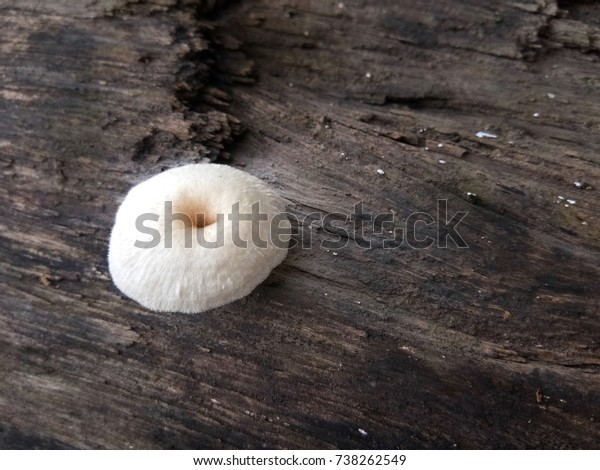 White Mushroom Growing On Log Garden Stock Photo Edit Now 738262549