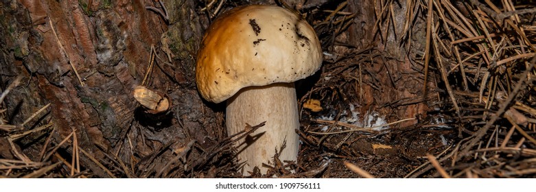 White Mushroom On The Background Of Pine Roots And Soil. Food Ingredient. Web Banner.