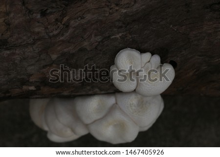 White mushroom on branch of mango tree