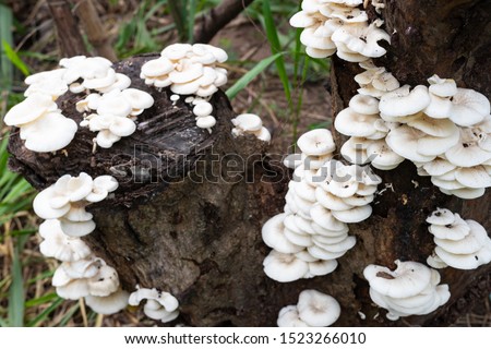 White mushroom on branch of mango tree in natural