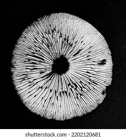 White Mushroom Spore Print On Black