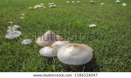 White mushrooms form a circle called a fairy ring on a green lawn.