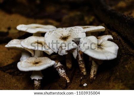 White Mushrooms Fungii