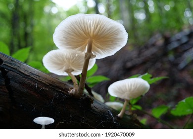 White mushrooms growing on a dead tree in Carpathian Mountains