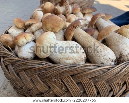 White mushrooms in a wicker basket. Lots of porcini mushrooms with white stem and brown cap. Mushroom season, harvesting and selling mushrooms for the winter.