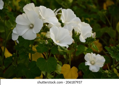 White Musk Mallow