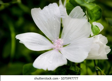 White Musk Mallow Flower, British Columbia, 2014