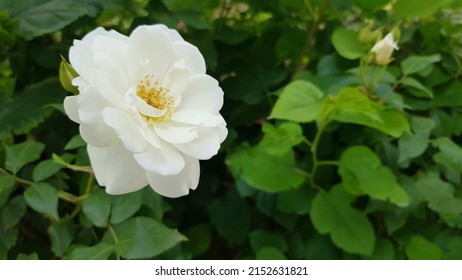 White Musk Rose. White Rose Against Green Foliage.