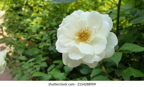 White Musk Rose Against Green Foliage Background.