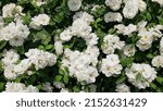White musk roses against green foliage. White roses background.