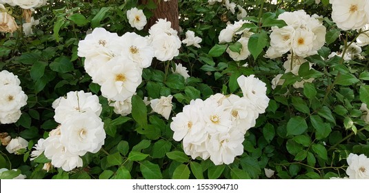 White Musk Roses Against Green Foliage Background