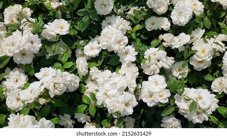White musk roses against green foliage. White roses background.
